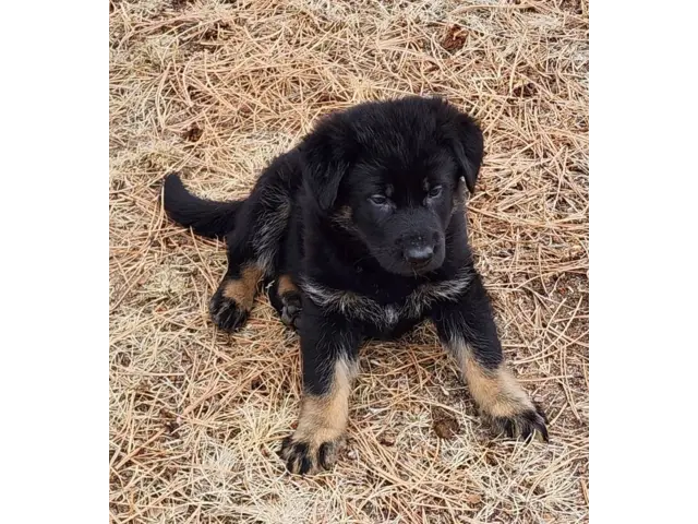 6 German Shepherd puppies ready for Valentine's day - 3/11