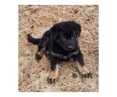6 German Shepherd puppies ready for Valentine's day - 3