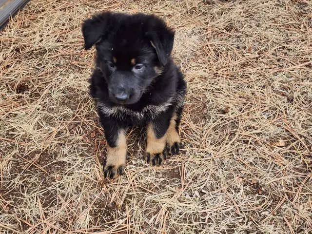 6 German Shepherd puppies ready for Valentine's day - 4/11