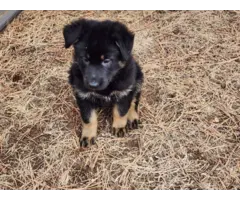 6 German Shepherd puppies ready for Valentine's day - 4