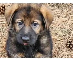 6 German Shepherd puppies ready for Valentine's day - 5
