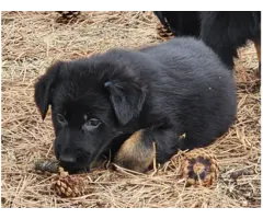 6 German Shepherd puppies ready for Valentine's day - 6