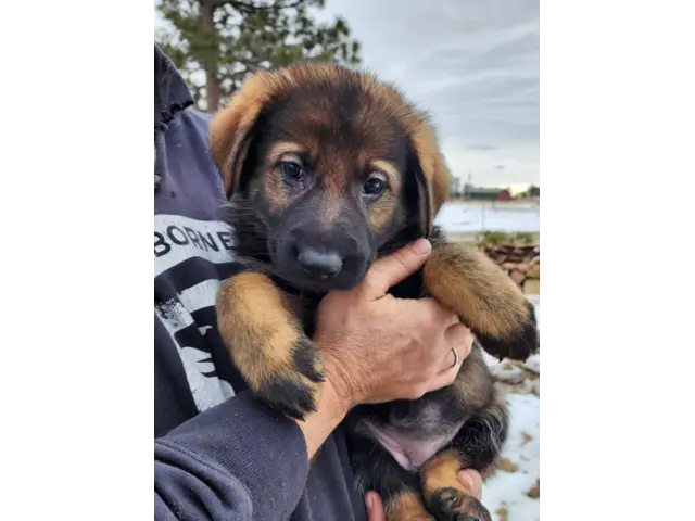 6 German Shepherd puppies ready for Valentine's day - 8/11