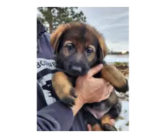 6 German Shepherd puppies ready for Valentine's day - 8