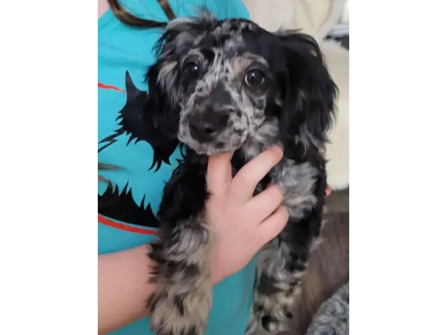 Sweet Cockapoo puppies for sale - 1/8