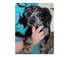 Sweet Cockapoo puppies for sale - 1