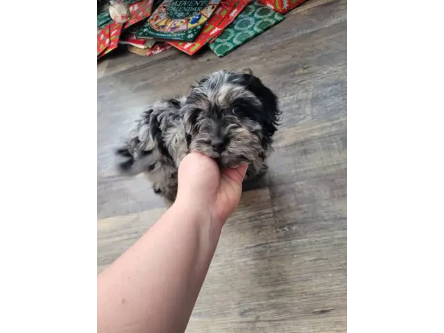 Sweet Cockapoo puppies for sale - 4/8