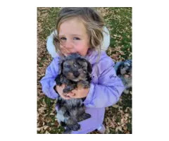 Sweet Cockapoo puppies for sale - 5