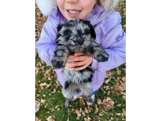 Sweet Cockapoo puppies for sale - 6/8