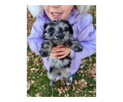 Sweet Cockapoo puppies for sale - 6