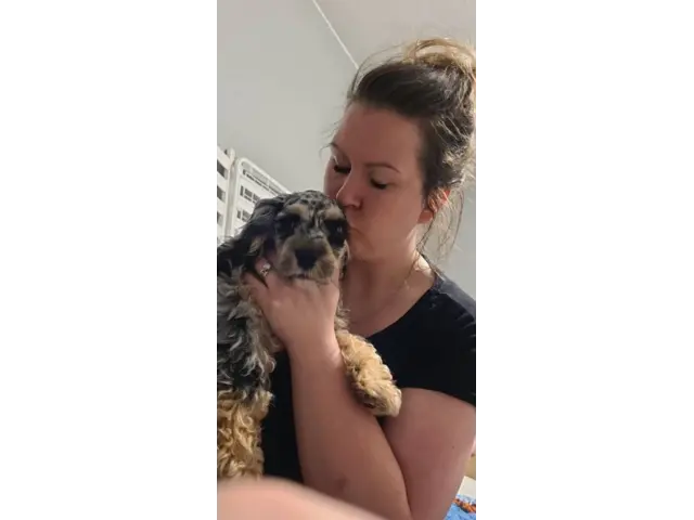 Sweet Cockapoo puppies for sale - 8/8
