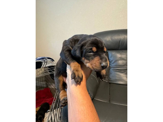 3 Doberman puppies available - 1/10