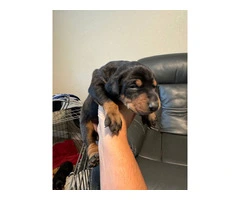 3 Doberman puppies available