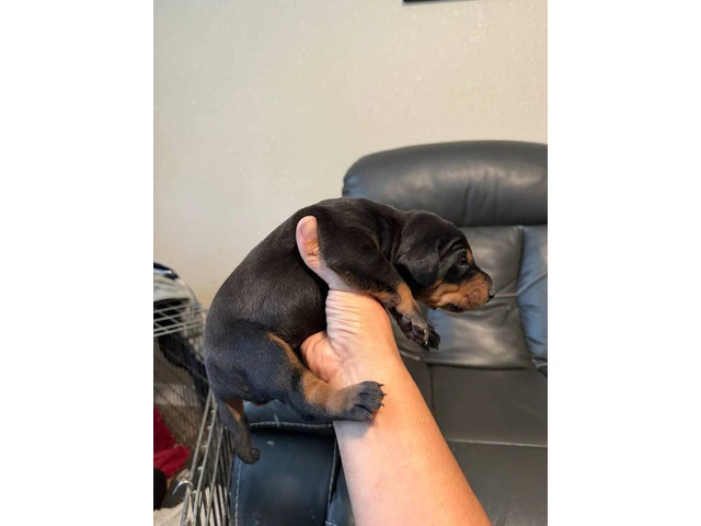 3 Doberman puppies available - 2/10