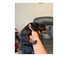 3 Doberman puppies available - 2