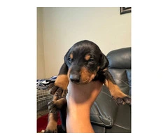 3 Doberman puppies available - 3