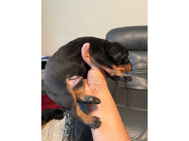 3 Doberman puppies available - 4/10