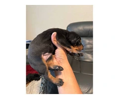 3 Doberman puppies available - 4