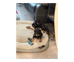 3 Doberman puppies available - 5