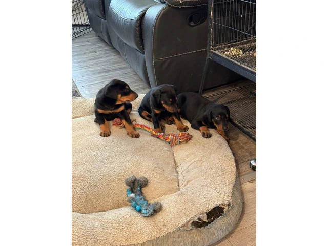 3 Doberman puppies available - 7/10