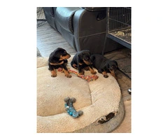 3 Doberman puppies available - 7
