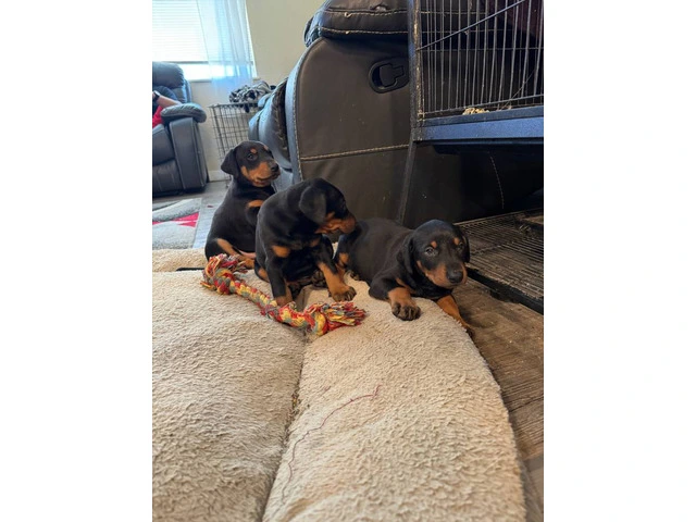 3 Doberman puppies available - 8/10