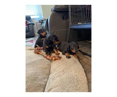 3 Doberman puppies available - 8