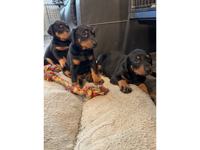 3 Doberman puppies available - 9/10