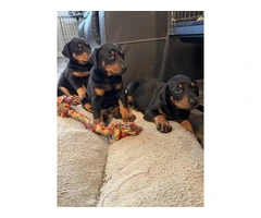3 Doberman puppies available - 9