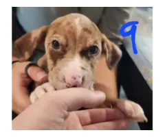 Pitbull catahoula puppies - 5