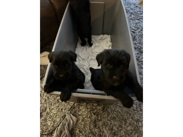 2 male and 1 female giant schnauzer puppies - 1/10