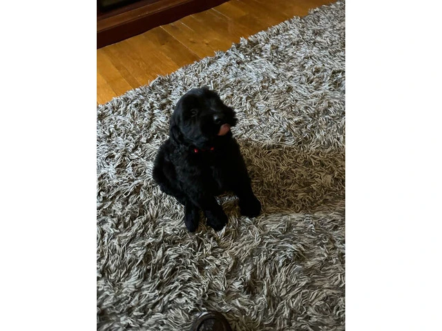 2 male and 1 female giant schnauzer puppies - 3/10