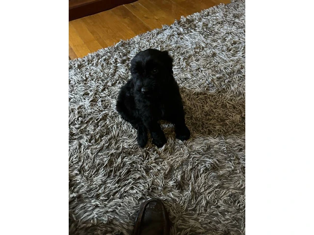 2 male and 1 female giant schnauzer puppies - 4/10