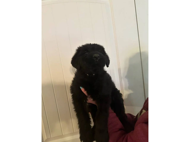 2 male and 1 female giant schnauzer puppies - 5/10