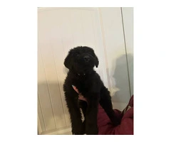 2 male and 1 female giant schnauzer puppies - 5