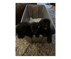2 male and 1 female giant schnauzer puppies - 8