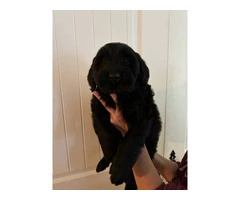 2 male and 1 female giant schnauzer puppies - 9