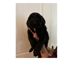 2 male and 1 female giant schnauzer puppies - 10