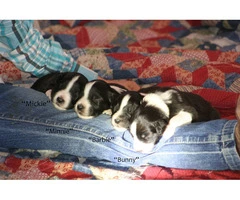 Registered English shepherd puppies for adoption