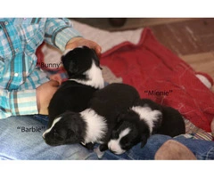 Registered English shepherd puppies for adoption - 2