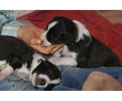 Registered English shepherd puppies for adoption - 3