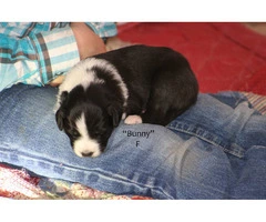 Registered English shepherd puppies for adoption - 4