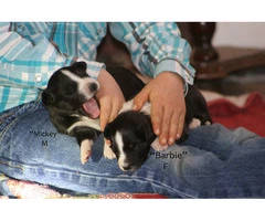 Registered English shepherd puppies for adoption - 5