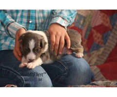 Registered English shepherd puppies for adoption - 8