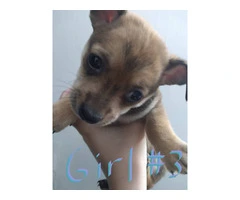 Chi-weenie puppies - 2