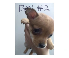Chi-weenie puppies - 5