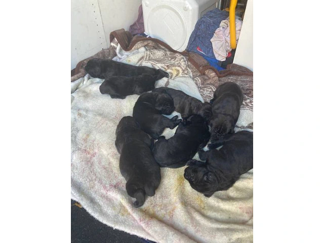 3 boy and 5 girl Cane Corso puppies for sale - 1/4