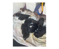 3 boy and 5 girl Cane Corso puppies for sale