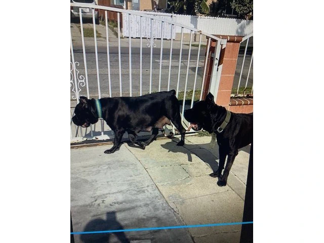 3 boy and 5 girl Cane Corso puppies for sale - 3/4