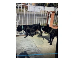 3 boy and 5 girl Cane Corso puppies for sale - 3